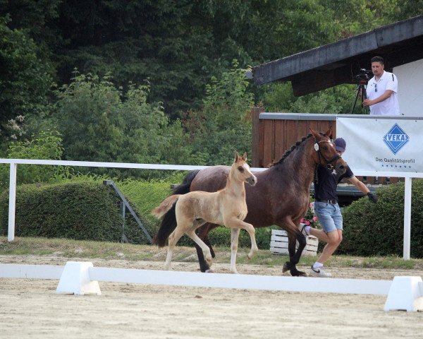 horse Dobbys White Socks (German Riding Pony, 2023, from Du weißt schon wer)