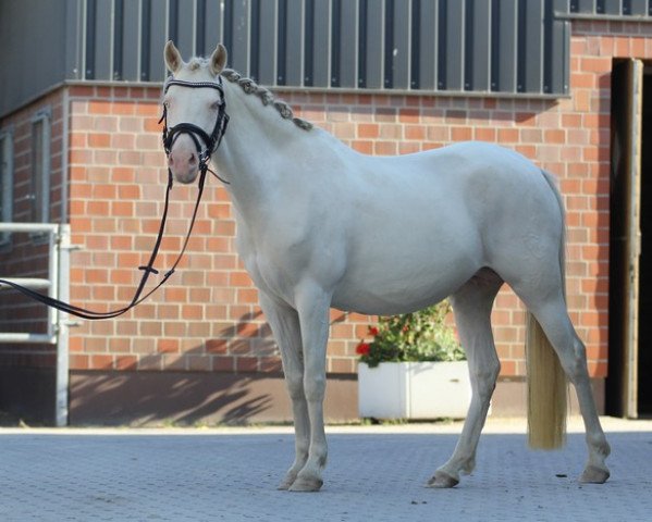 broodmare Caramella (German Riding Pony, 2013, from Centauro's Midas)