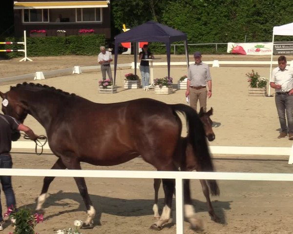 Sichtung zum Horse24-Fohlenchampionat 2023 in Fröndenberg