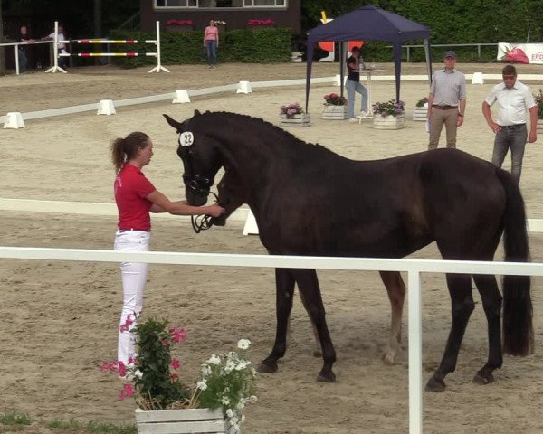 Sichtung zum Horse24-Fohlenchampionat 2023 in Fröndenberg