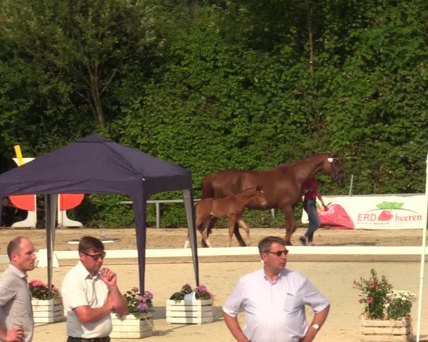 Sichtung zum Horse24-Fohlenchampionat 2023 in Fröndenberg