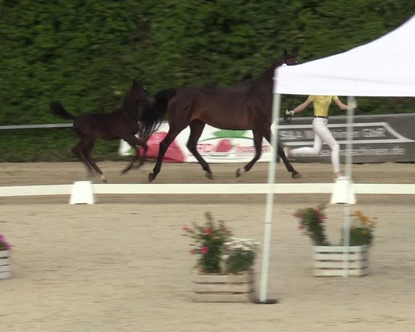 Sichtung zum Horse24-Fohlenchampionat 2023 in Fröndenberg