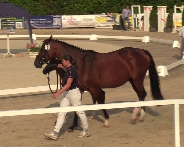 Sichtung zum Horse24-Fohlenchampionat 2023 in Fröndenberg