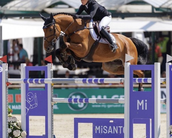 Springpferd Pixel-K van't Kattenheye (Belgisches Warmblut, 2015, von Zazu)