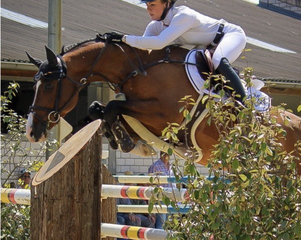 Deckhengst Cardin (Holsteiner, 2015, von Casall Ask)