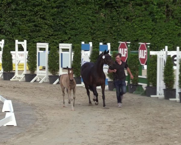 Sichtung zum Horse24-Fohlenchampionat 2023 in Fröndenberg