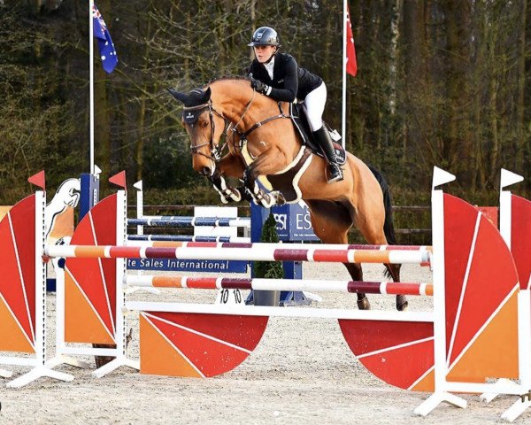 jumper Tangelina (KWPN (Royal Dutch Sporthorse), 2015, from Tangelo van de Zuuthoeve) jumper Tangelina (KWPN (Royal Dutch Sporthorse), 2015, from Tangelo van de Zuuthoeve)