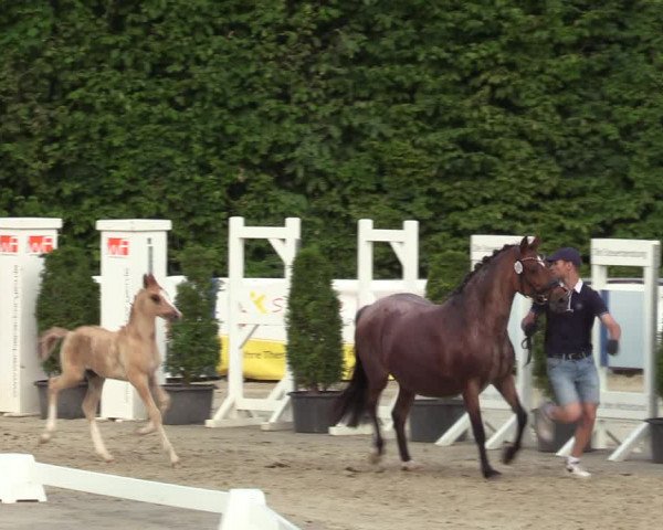 Sichtung zum Horse24-Fohlenchampionat 2023 in Fröndenberg
