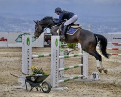 Springpferd Camiro W.s. CH (Schweizer Warmblut, 2016, von Croesus)