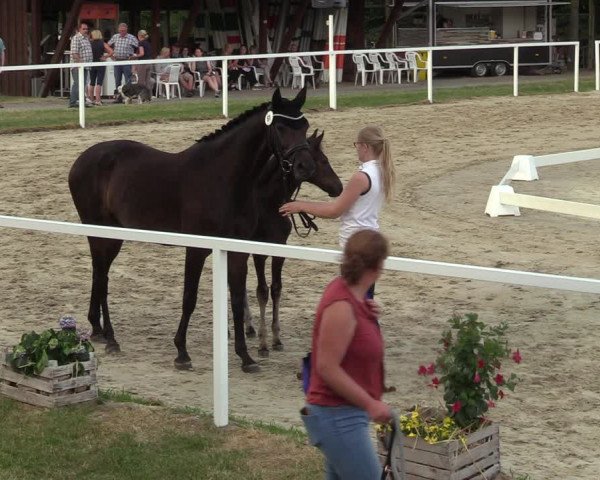 Sichtung zum Horse24-Fohlenchampionat 2023 in Fröndenberg