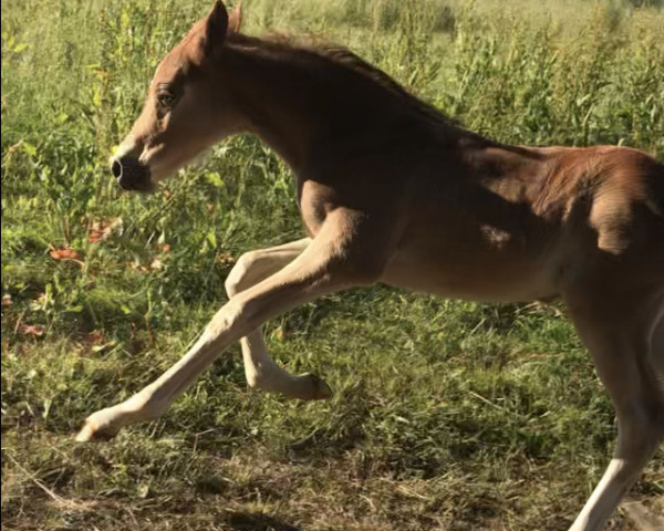 horse Golden Abrax (German Riding Pony, 2023, from Gipfelstürmer)