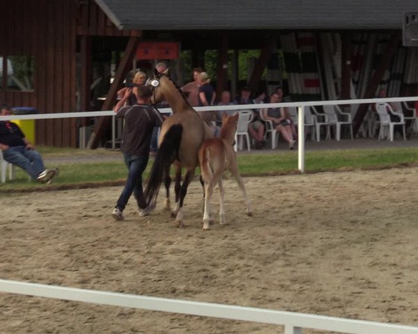 Sichtung zum Horse24-Fohlenchampionat 2023 in Fröndenberg