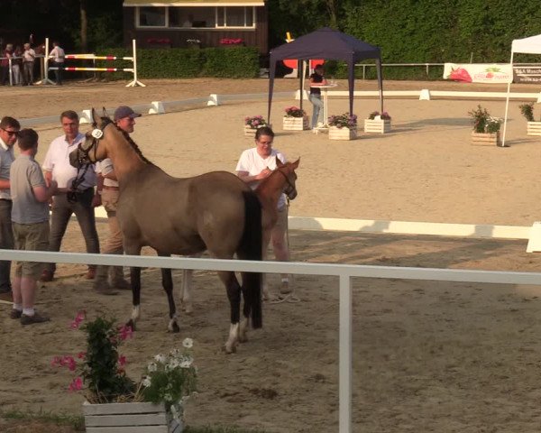 Sichtung zum Horse24-Fohlenchampionat 2023 in Fröndenberg