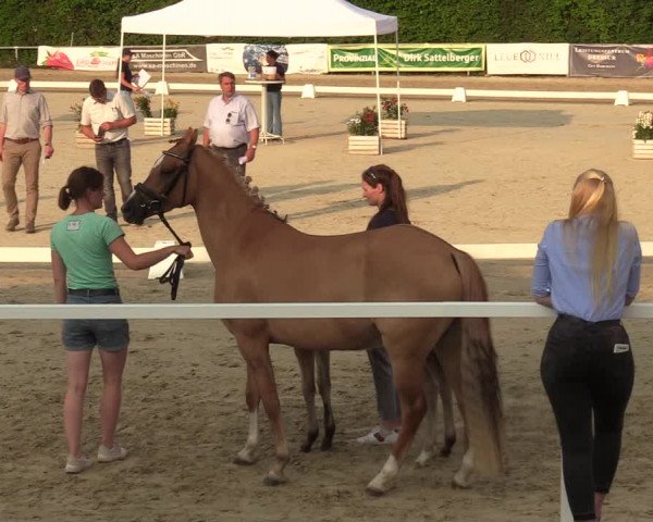 Sichtung zum Horse24-Fohlenchampionat 2023 in Fröndenberg
