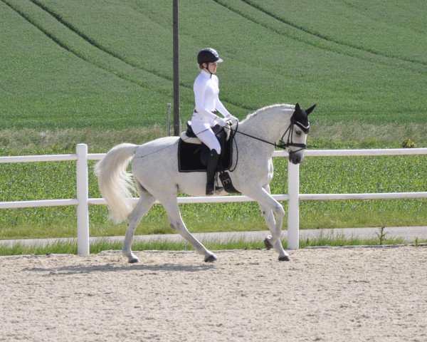 dressage horse Jampion Von Der Wart (Austrian Warmblood, 2006, from Jamp of Class)