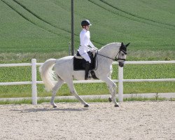 Dressurpferd Jampion Von Der Wart (Österreichisches Warmblut, 2006, von Jamp of Class)