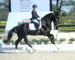 stallion Splotch BD (Hanoverian, 2019, from Secret)