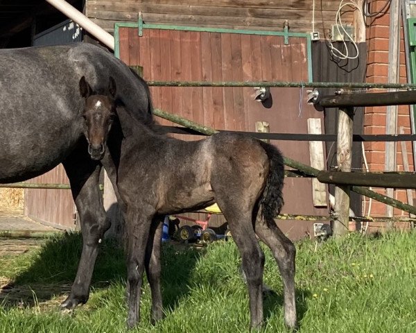 horse Stute von Caytens / Untouchable (Oldenburg show jumper, 2023, from Caytens)