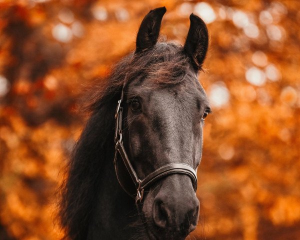 Dressurpferd Sifermann van Stal Daimler (Friese, 2013, von Beart 411)
