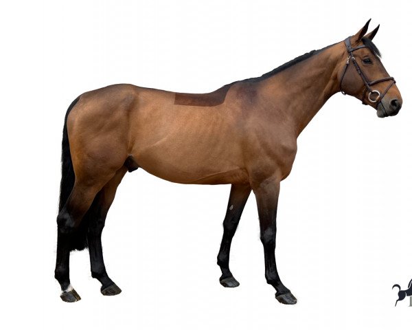 stallion Einstein de Hus (Selle Français, 2014, from Baloubet du Rouet)