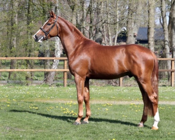 stallion Plato (KWPN (Royal Dutch Sporthorse), 2020, from Panenka de Kalvarie)