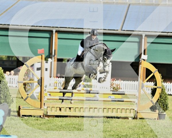 jumper Calli Monkey (German Sport Horse, 2019, from Cascador Air)