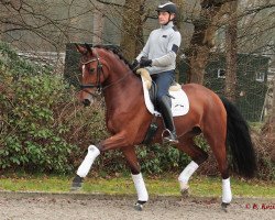 dressage horse Rock Escona (Westphalian, 2018, from Rock For You 2)