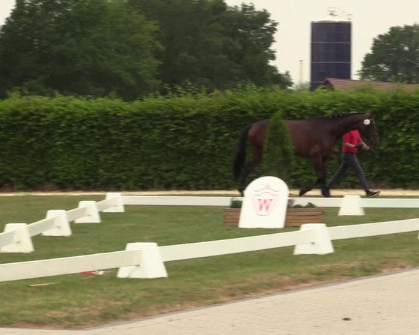 Westfälische Stutenleistungsprüfung in Münster-Handorf 2023