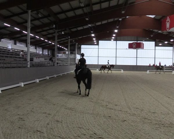 Westfälische Stutenleistungsprüfung in Münster-Handorf 2023