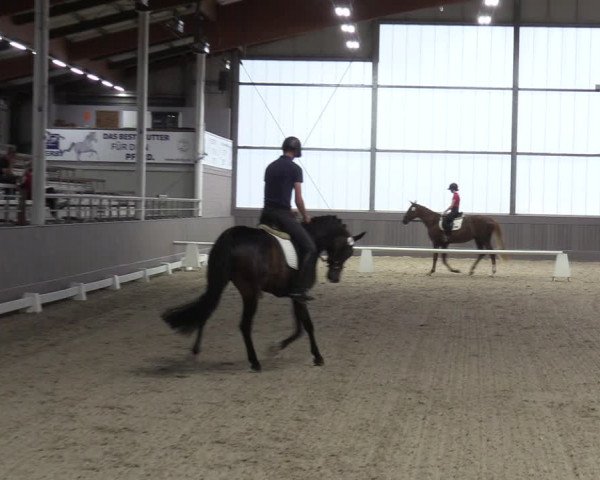 Westfälische Stutenleistungsprüfung in Münster-Handorf 2023