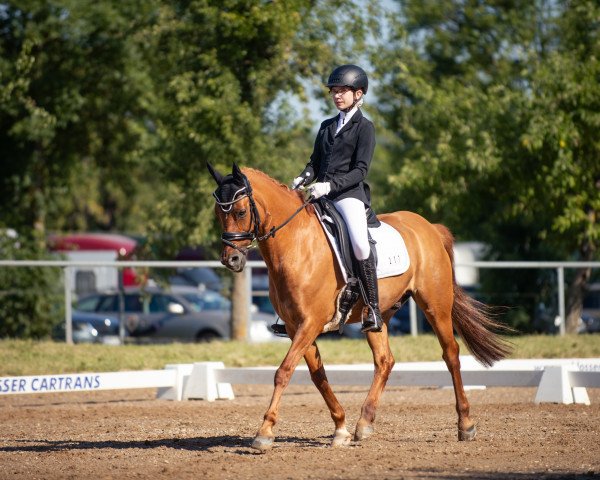 dressage horse Dillinger 2 (German Riding Pony, 2007, from FS Don't Worry)