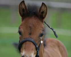 horse Elli Golding (Westphalian, 2023, from Extra Gold)