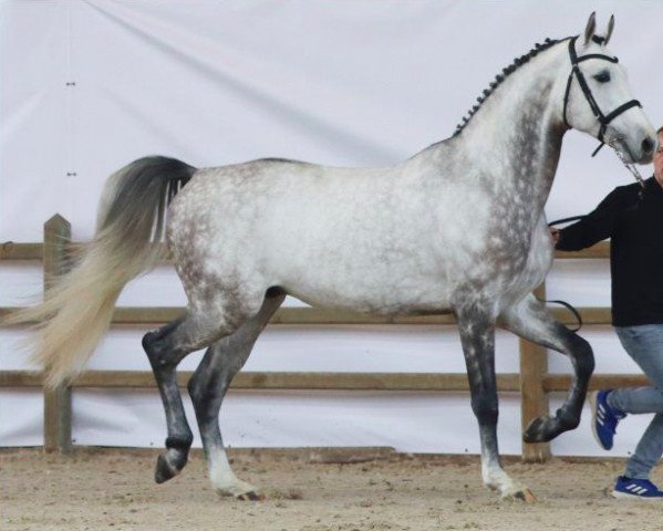 Deckhengst Zirocco Jr. (Hannoveraner, 2017, von Zirocco Blue) Deckhengst Zirocco Jr. (Hannoveraner, 2017, von Zirocco Blue)