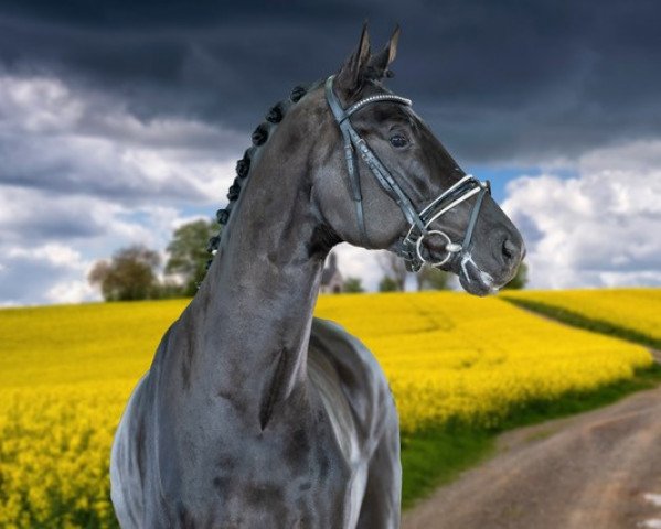 horse Vincino (Oldenburg, 2020, from Vivino)