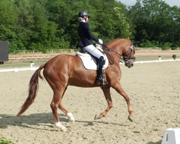 Reitturnier Heiligenwald 2023