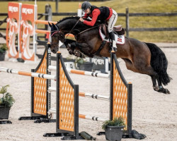 jumper Charlie Chaplin (German Sport Horse, 2013, from Cariletto 2)