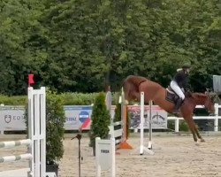 jumper Nashville Fly (KWPN (Royal Dutch Sporthorse), 2018, from Utah van Erpekom)