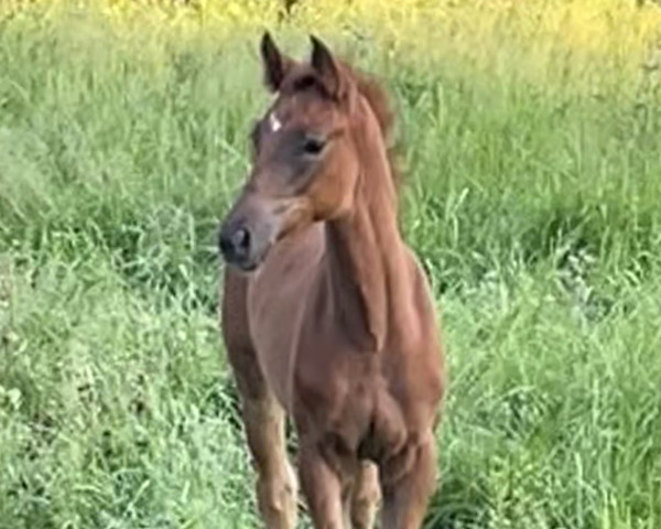 horse De La Luna (Westphalian, 2023, from Dynamic Dream)