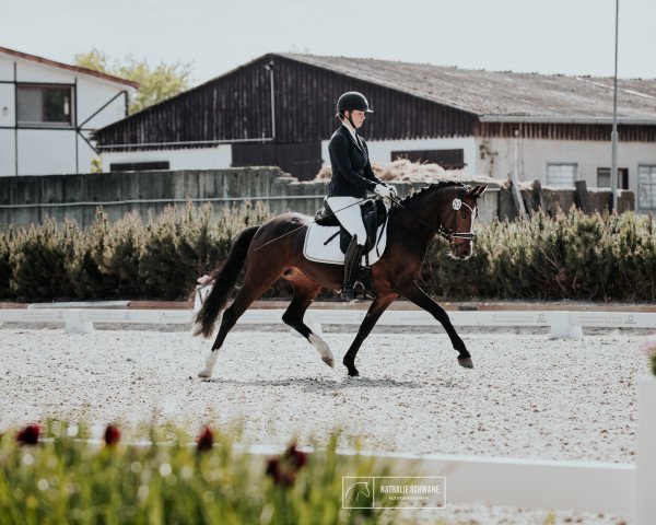 broodmare Vinaya D (German Riding Pony, 2017, from D-Day AT)