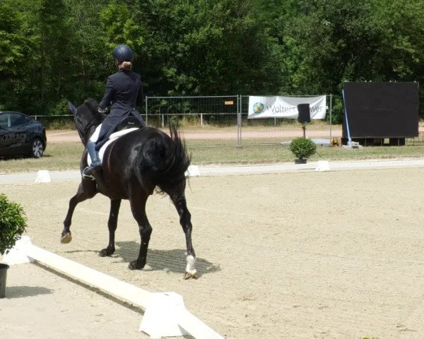 Reitturnier Heiligenwald 2023