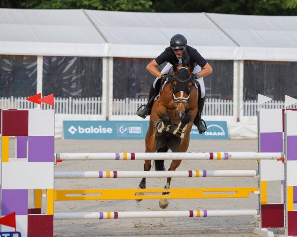 jumper Quiwi Lotta (German Sport Horse, 2014, from Quiwi Dream)