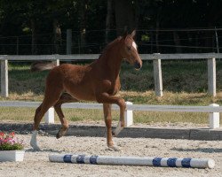 Pferd Blandina (Oldenburger, 2023, von Taurus)