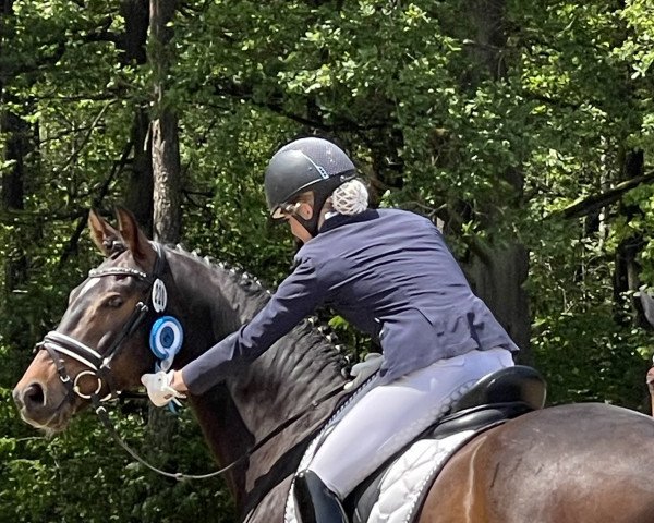 dressage horse Don Olymbriano (Oldenburg, 2017, from Don Olymbrio)