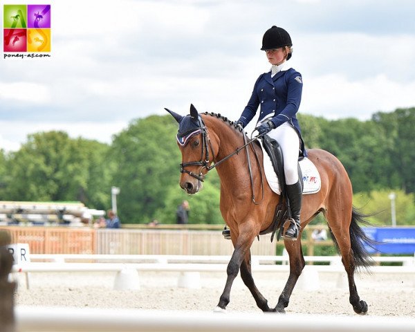 horse Bali de Tushita (French Pony, 2011, from Amir de la Rochère)