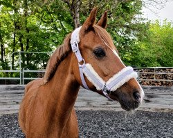 horse Naomi 489 (German Riding Pony, 2012, from Night Boy)