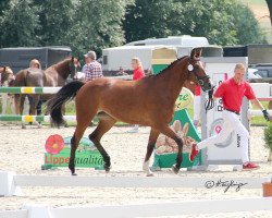 Pferd Querida Mila (Westfale, 2017, von Quick Fire)