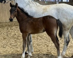 horse Zar by Zinedream (Hanoverian, 2023, from Zinedream)