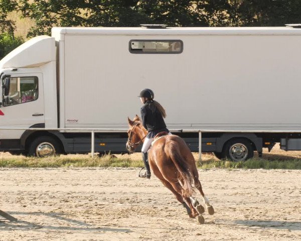 Reitturnier Heiligenwald 2023