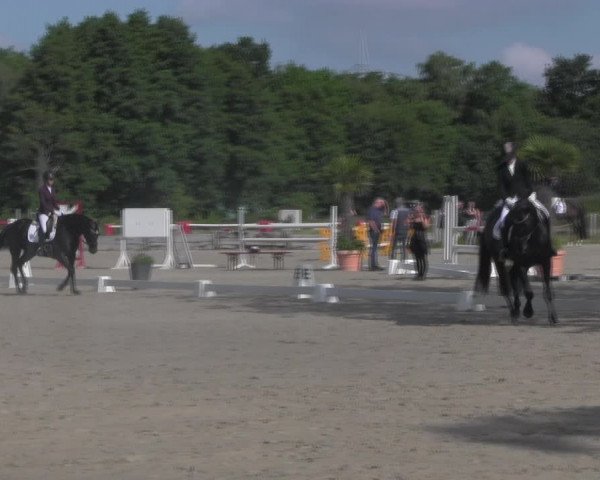 Reitturnier Handorf 2023