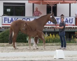 Pferd Vitalo GA (Westfale, 2023, von Vitalos FRH)